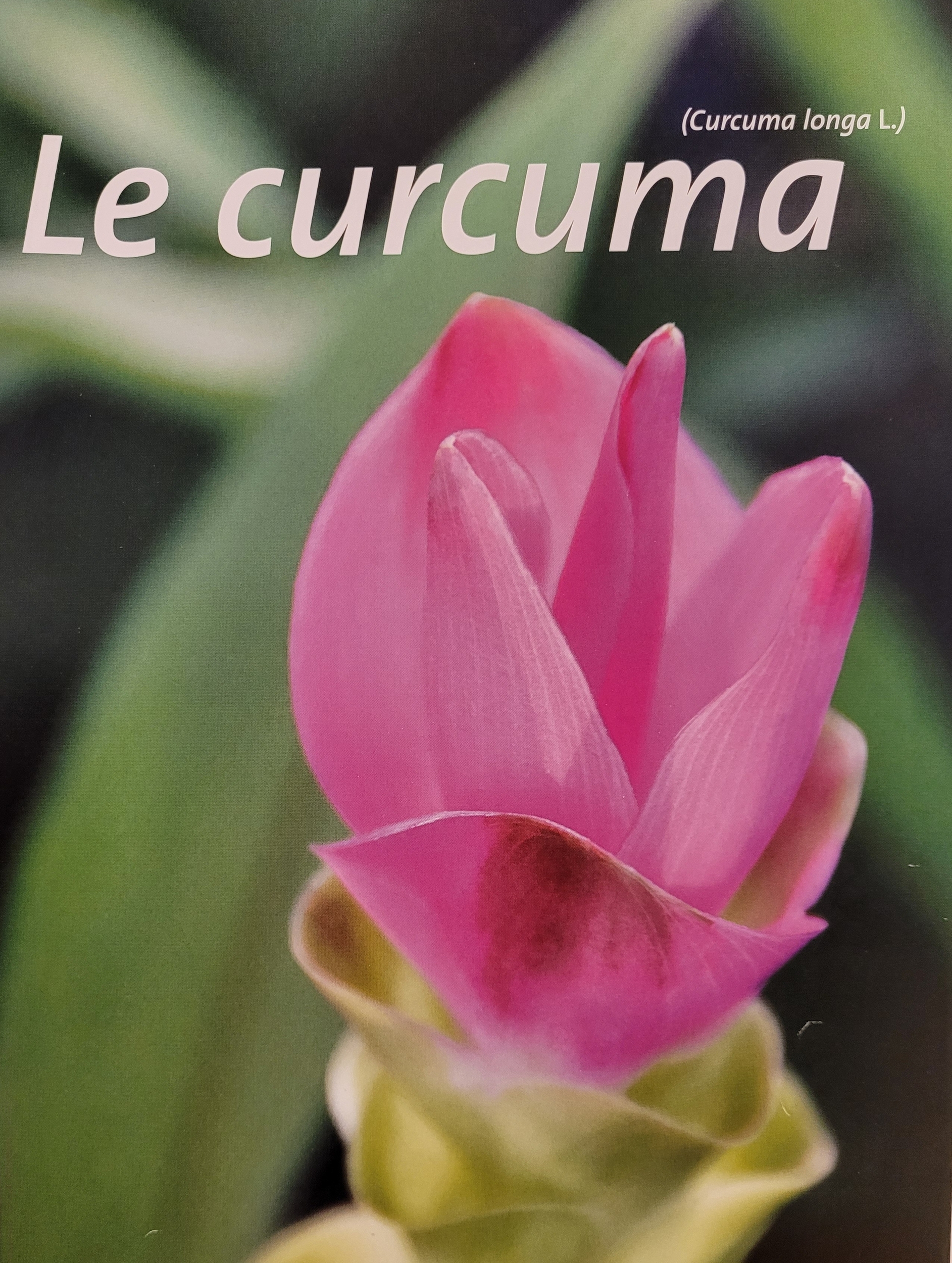 curcuma photo