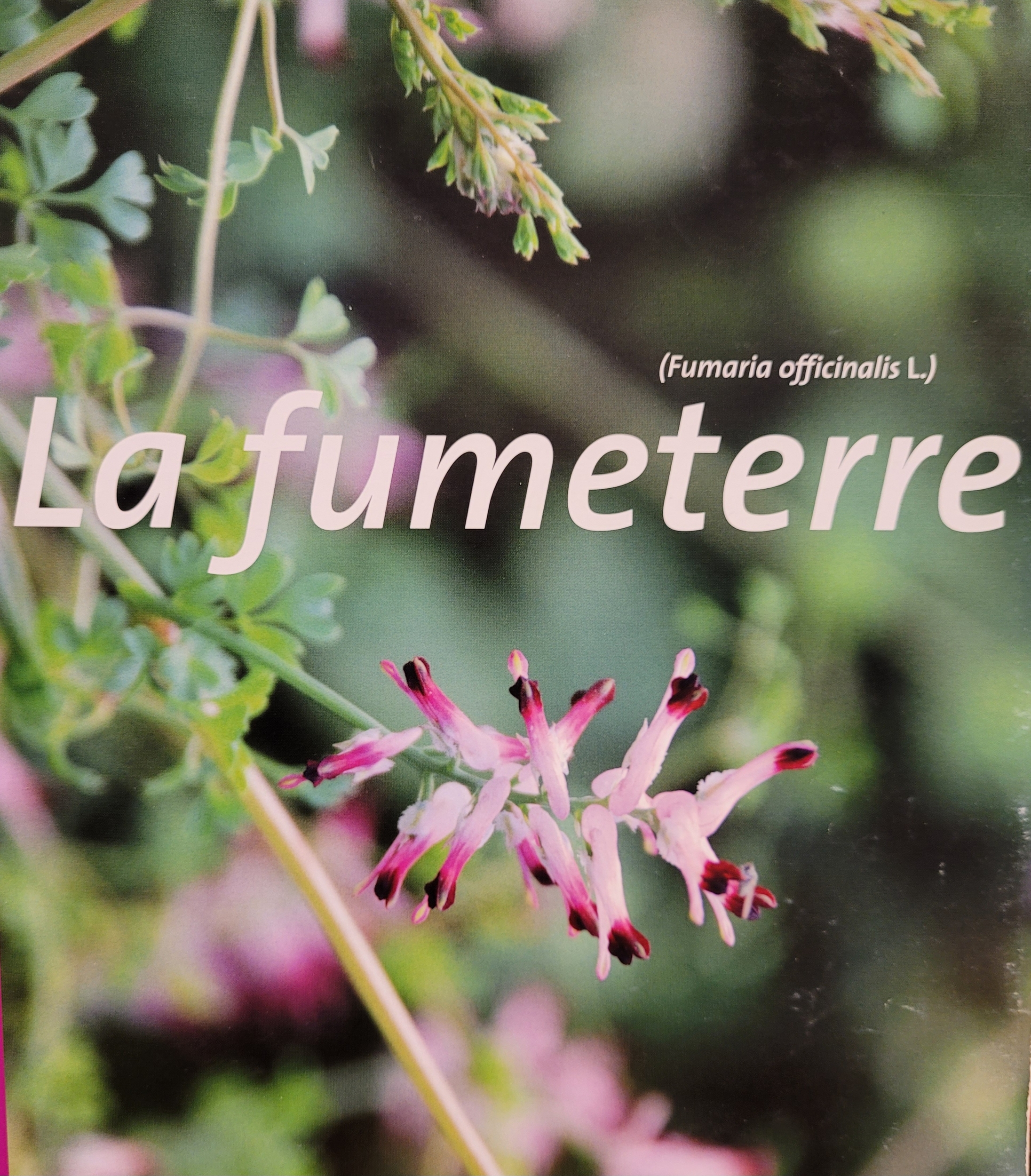 fumeterre photo