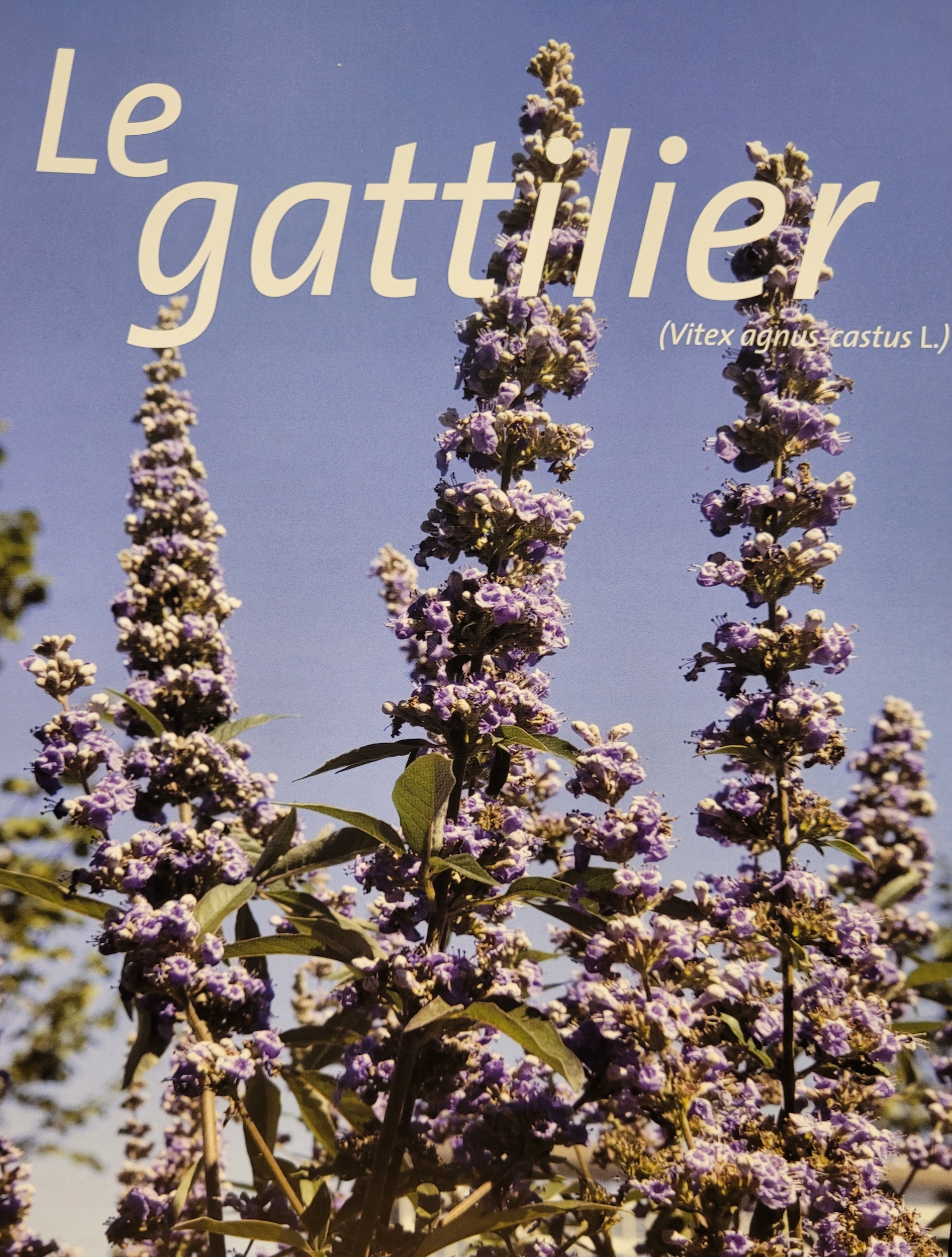 gattilier photo