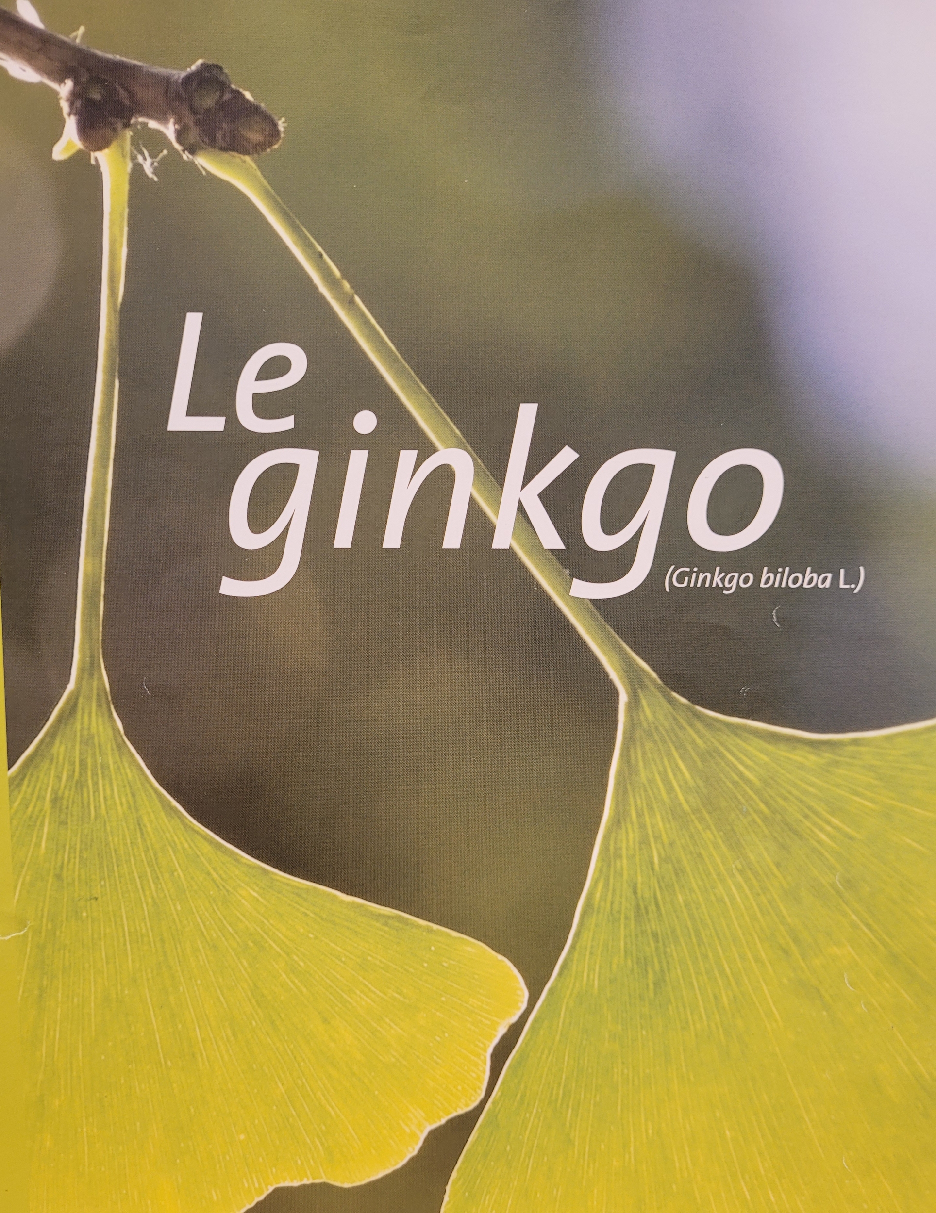 ginkgo photo
