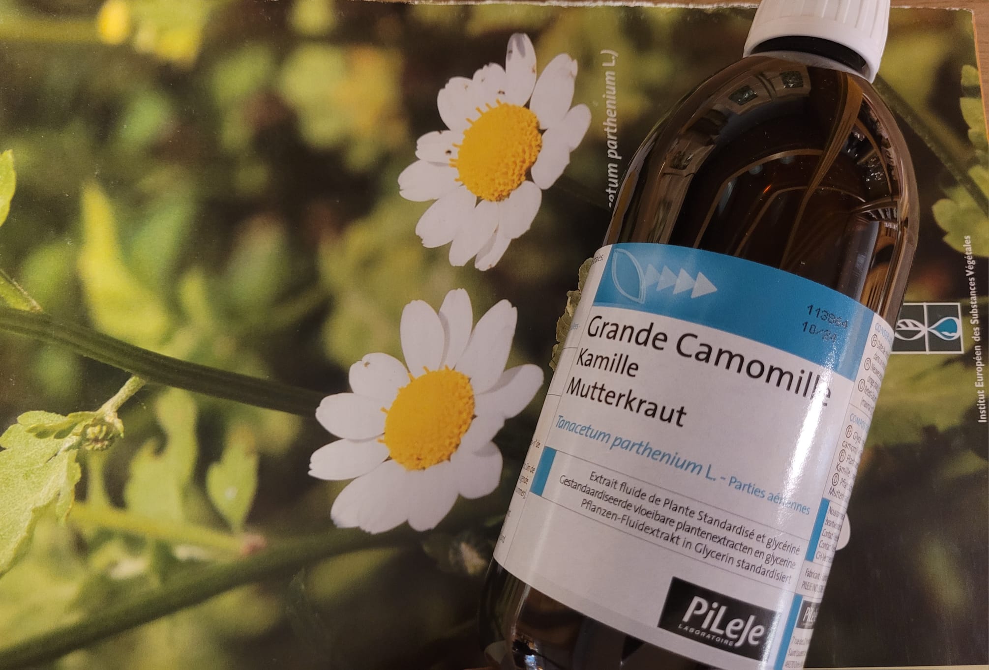 grande camomille EPS