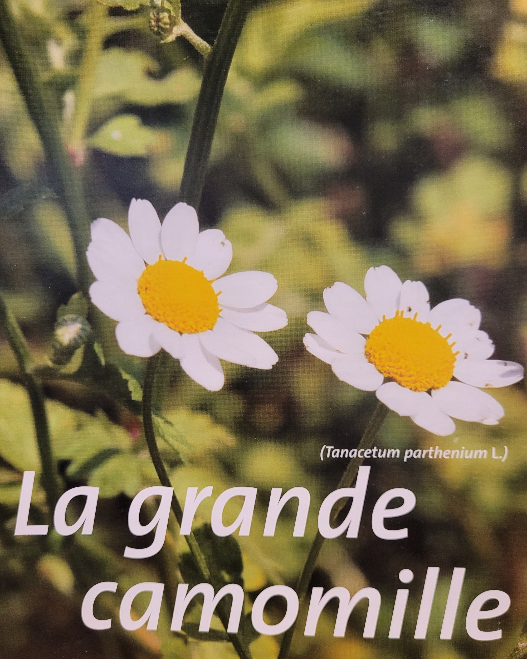 grande camomille photo