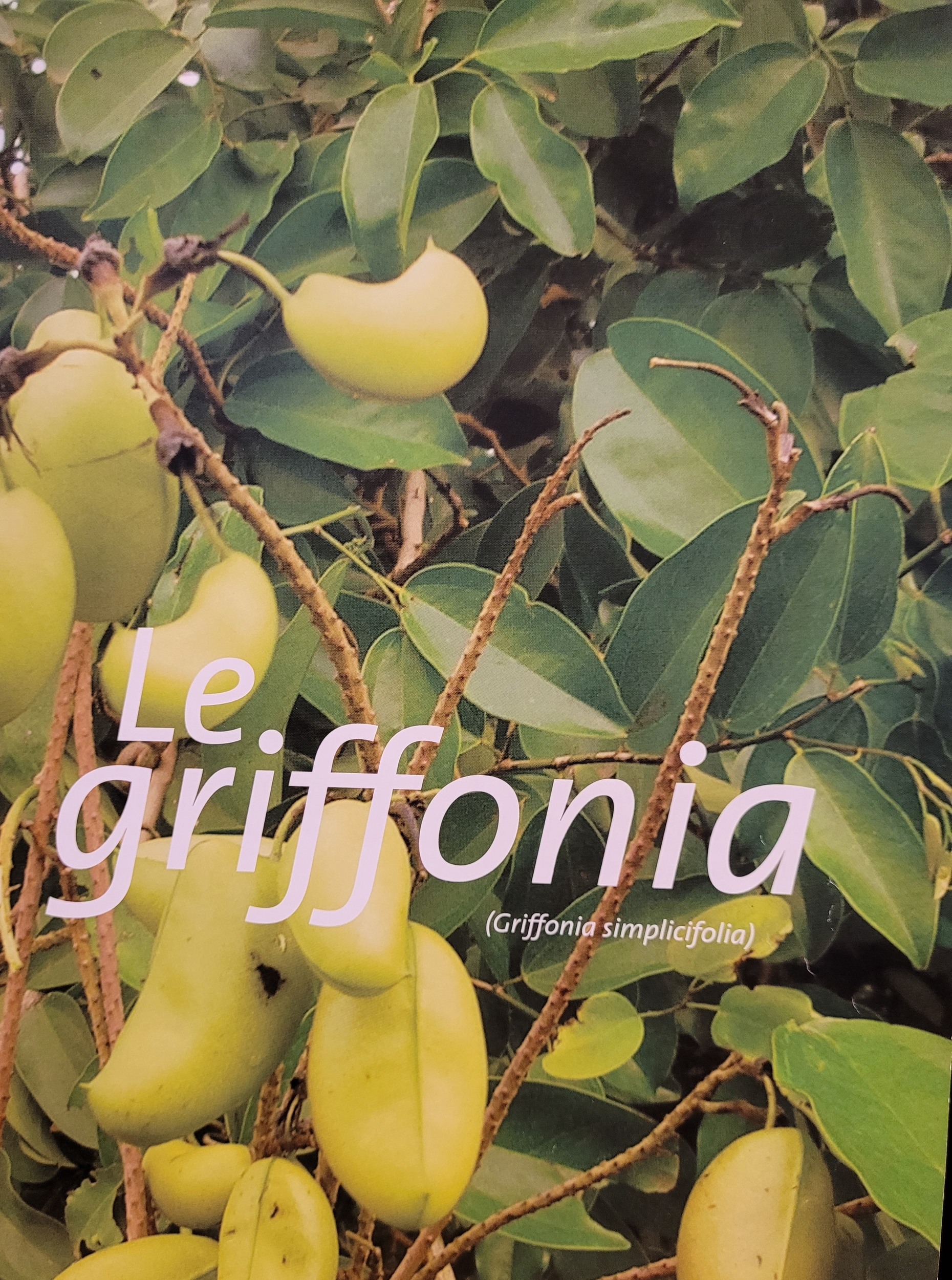 griffonia photo