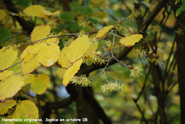 hamamelis photo