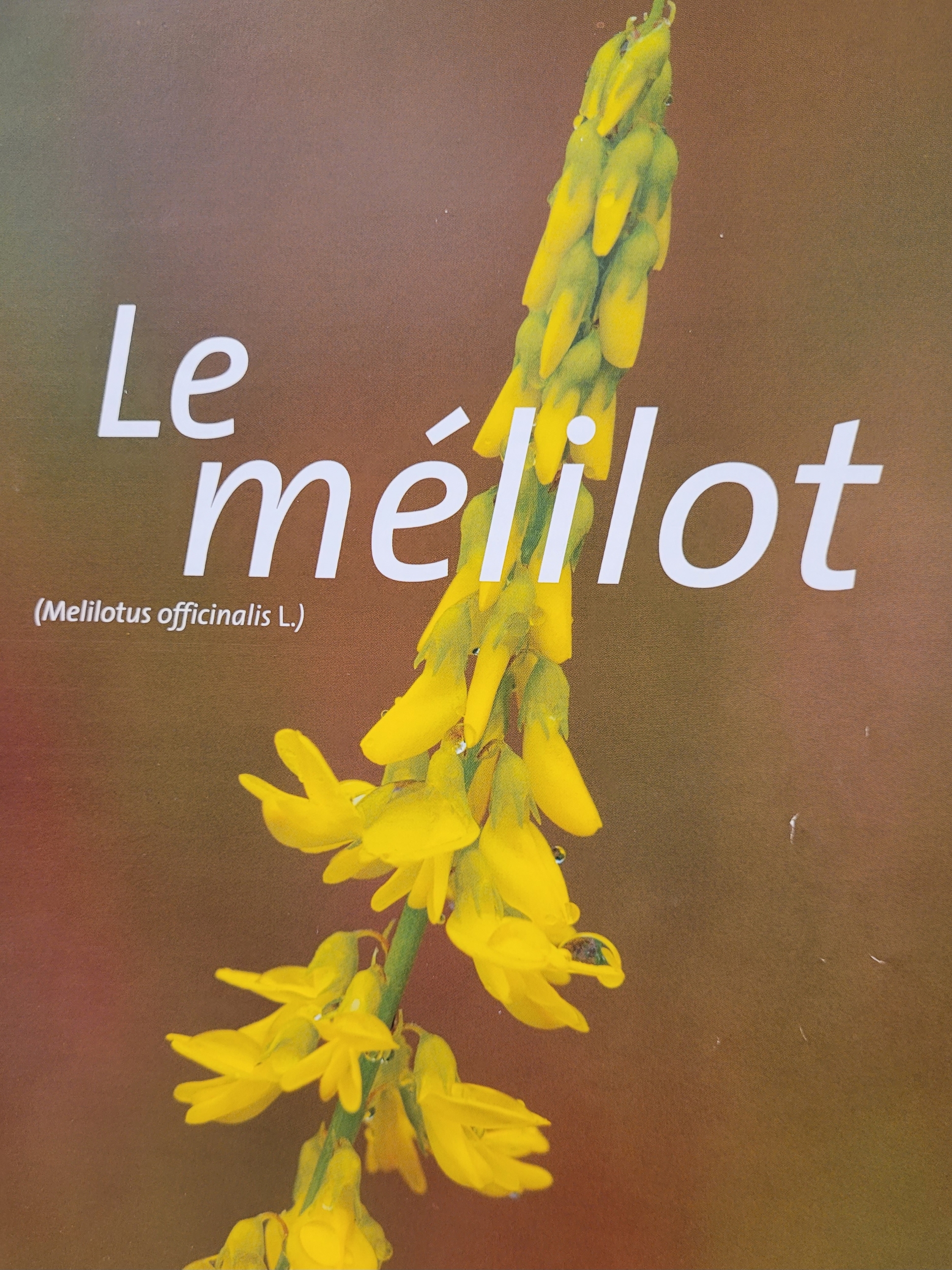 melilot photo