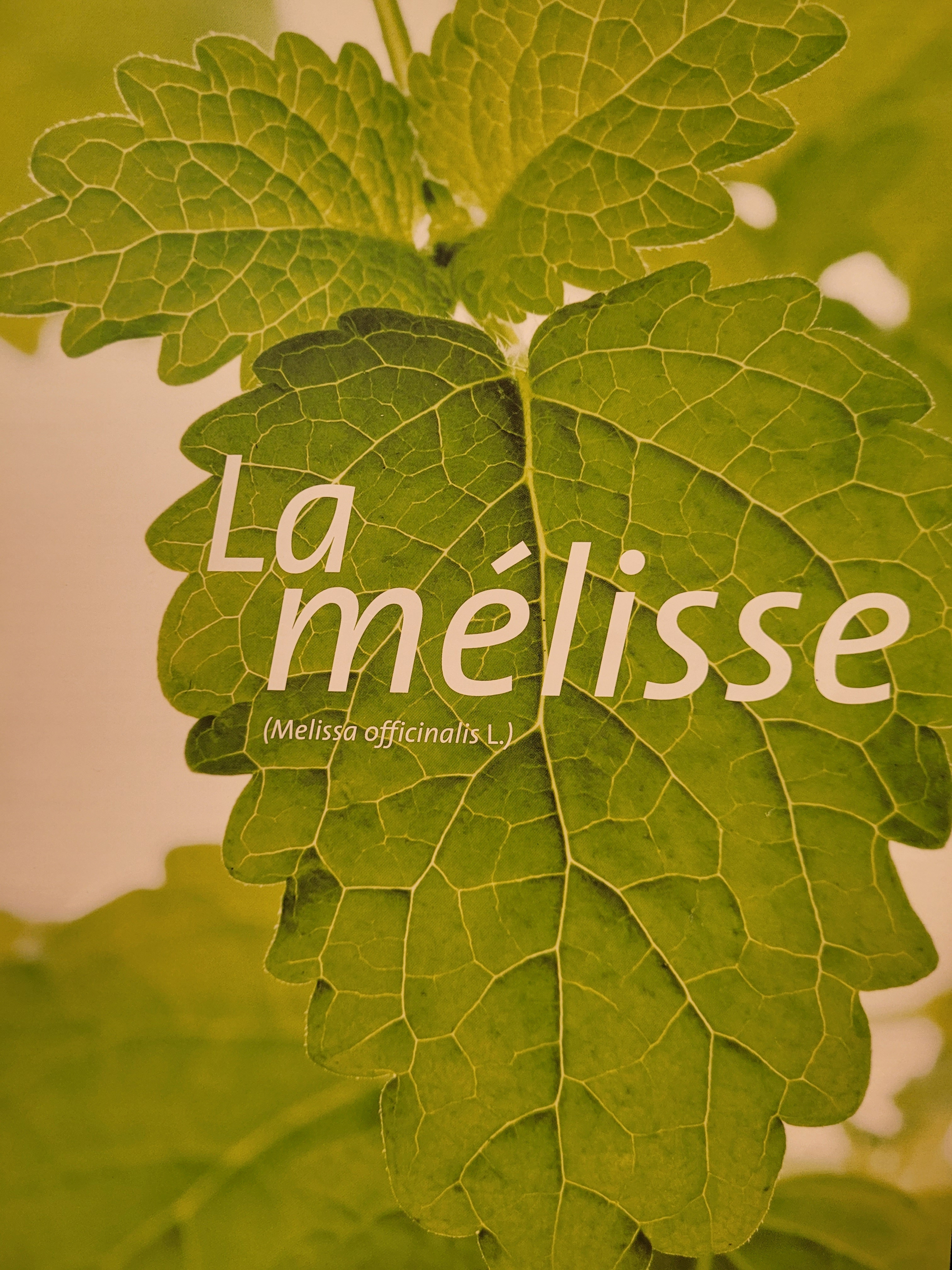 melisse photo