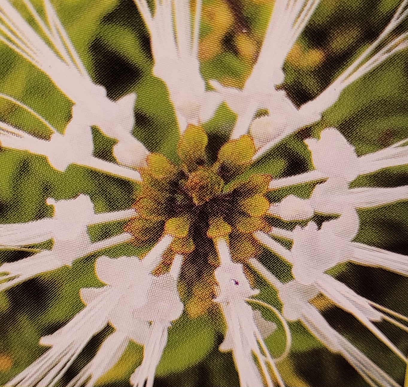 orthosiphon photo