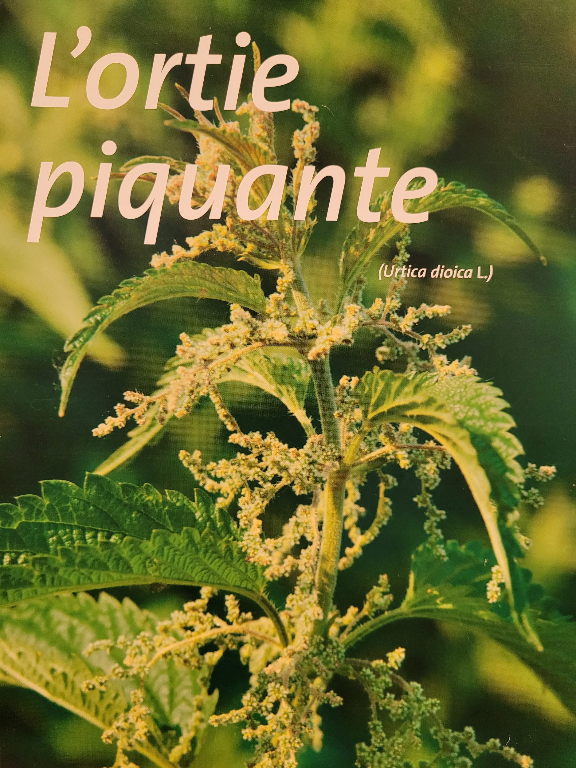 ortie piquante photo