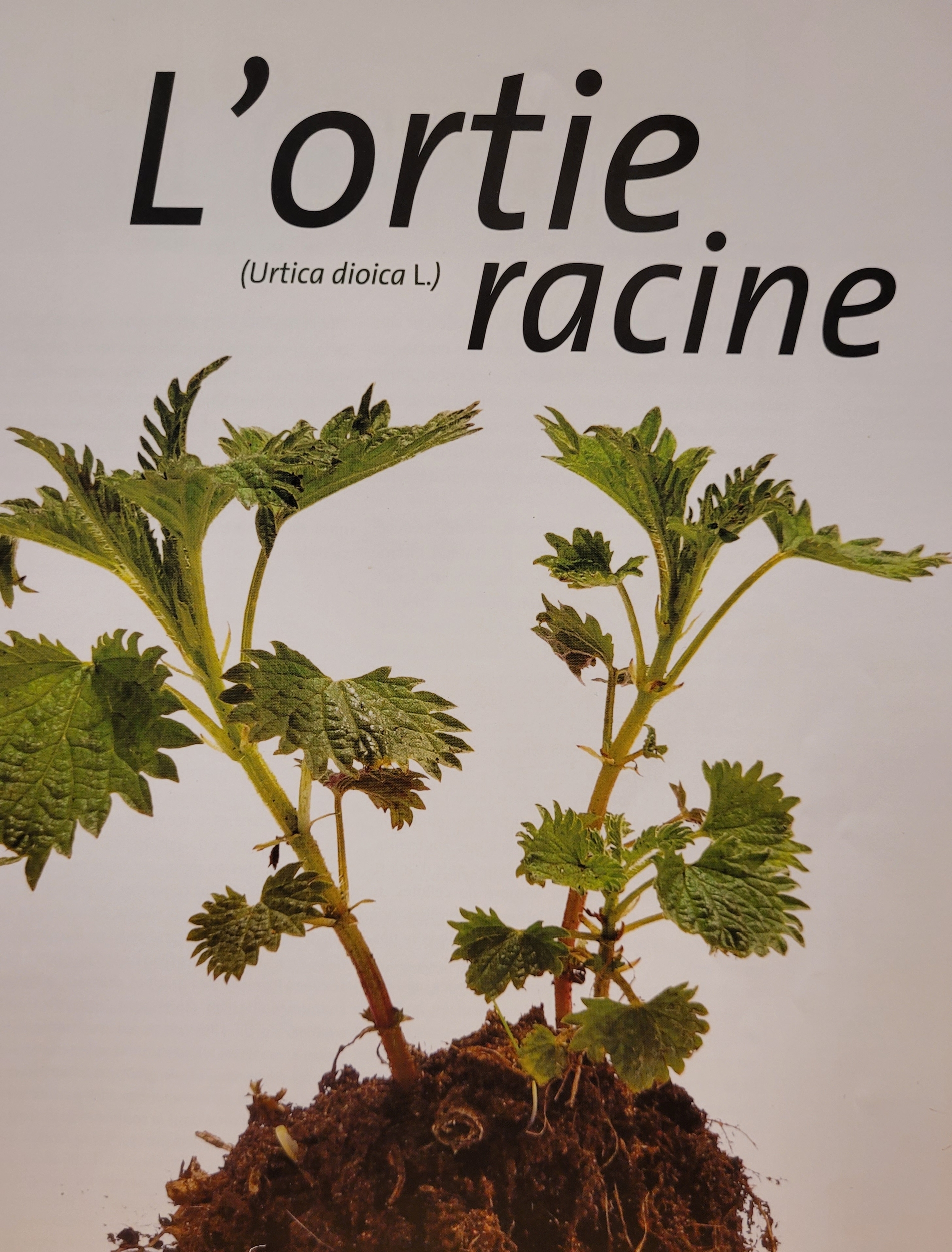 ortie racine photo