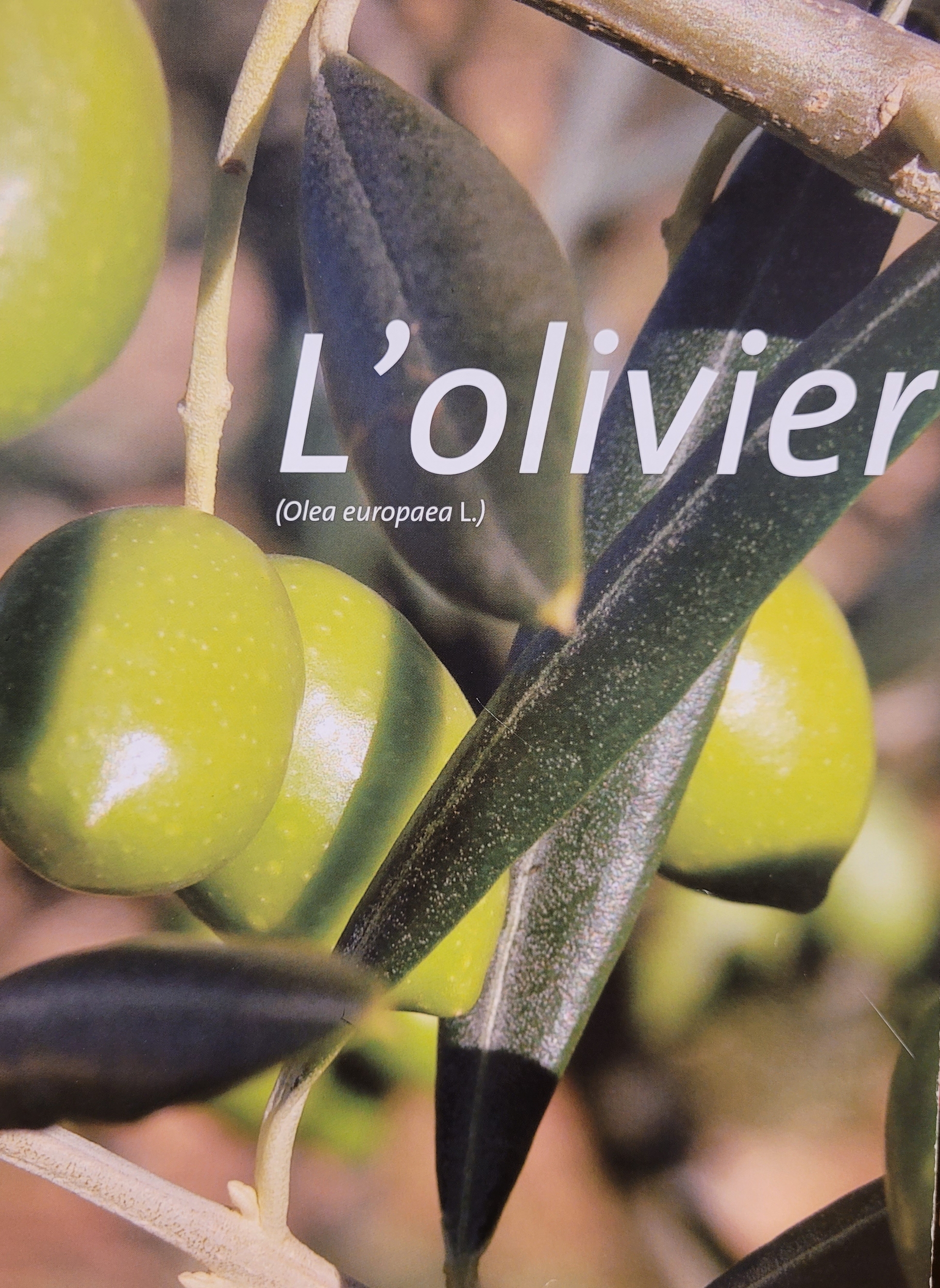 olivier photo