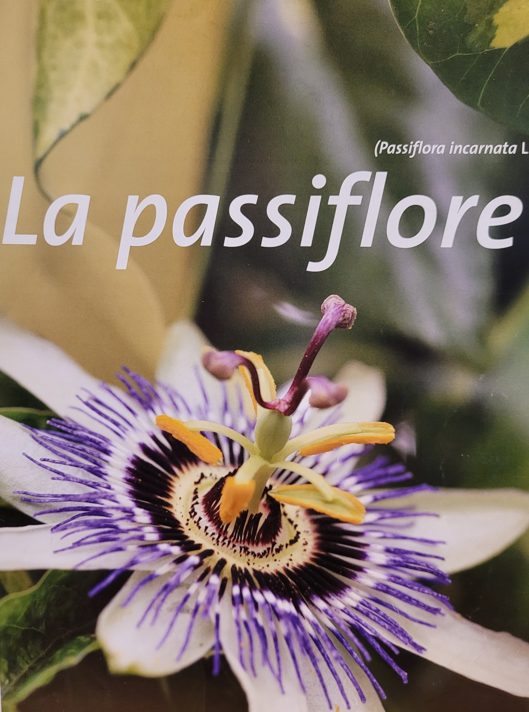 passiflore photo