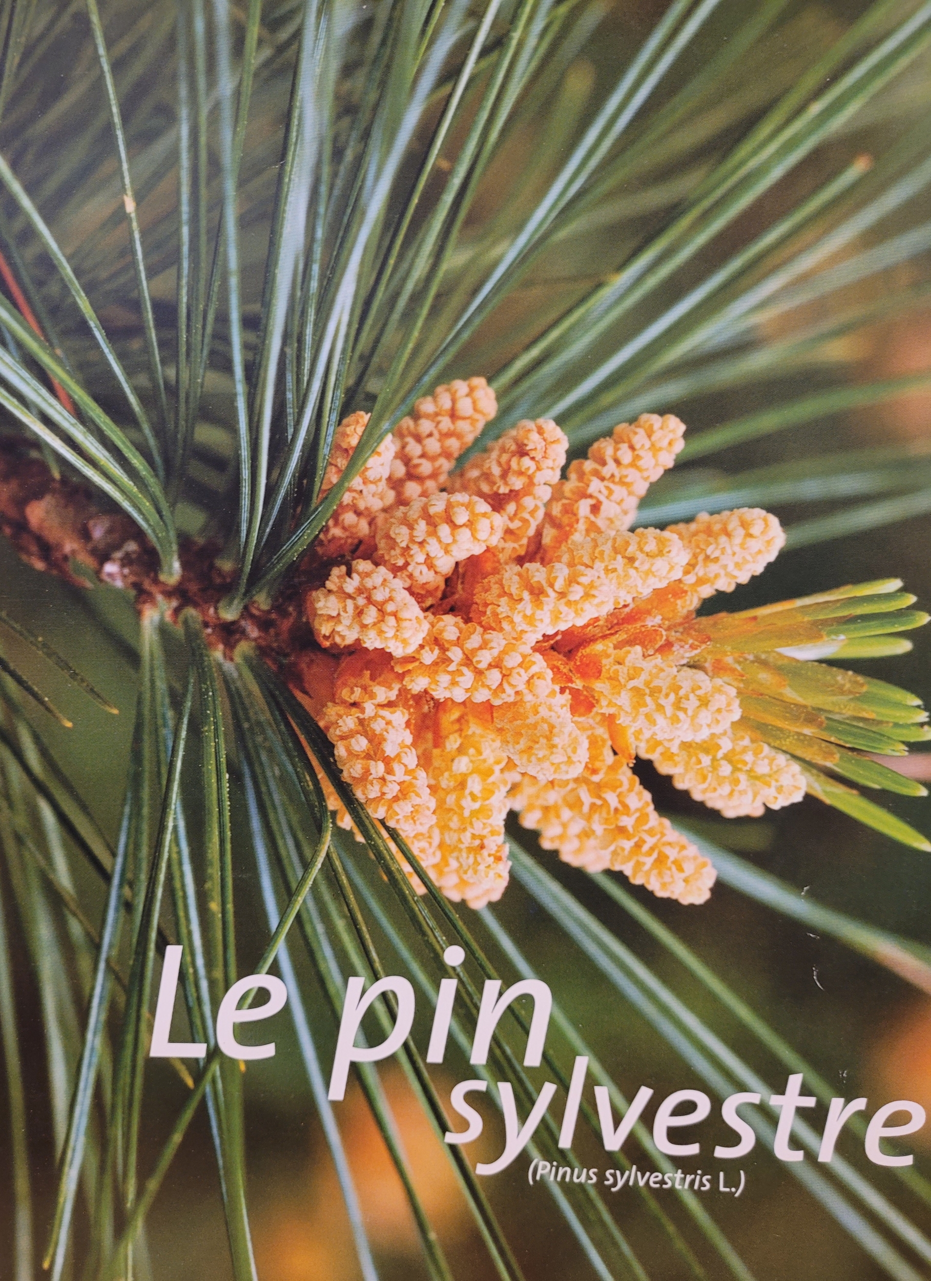 pin sylvestre photo