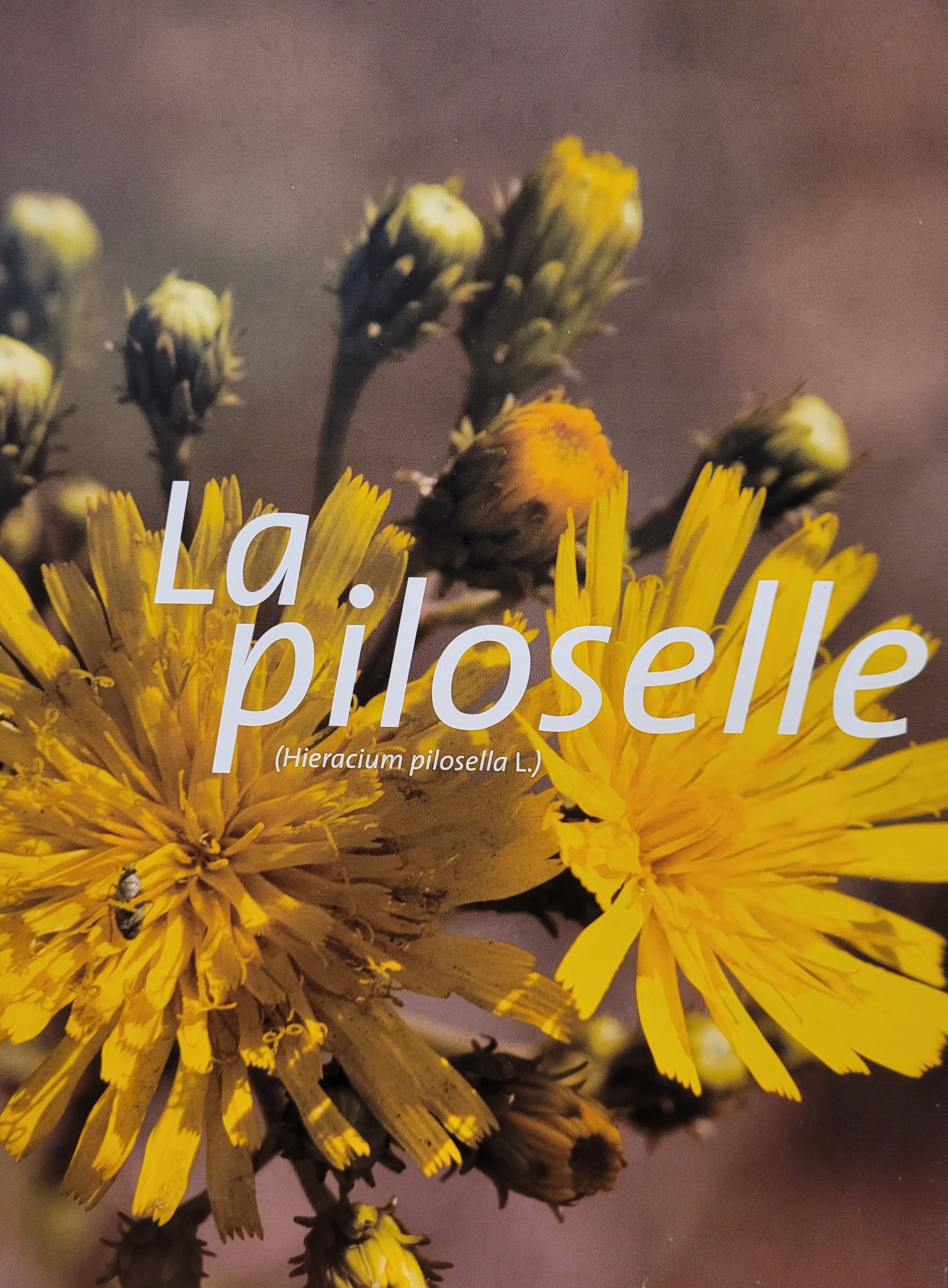 piloselle photo