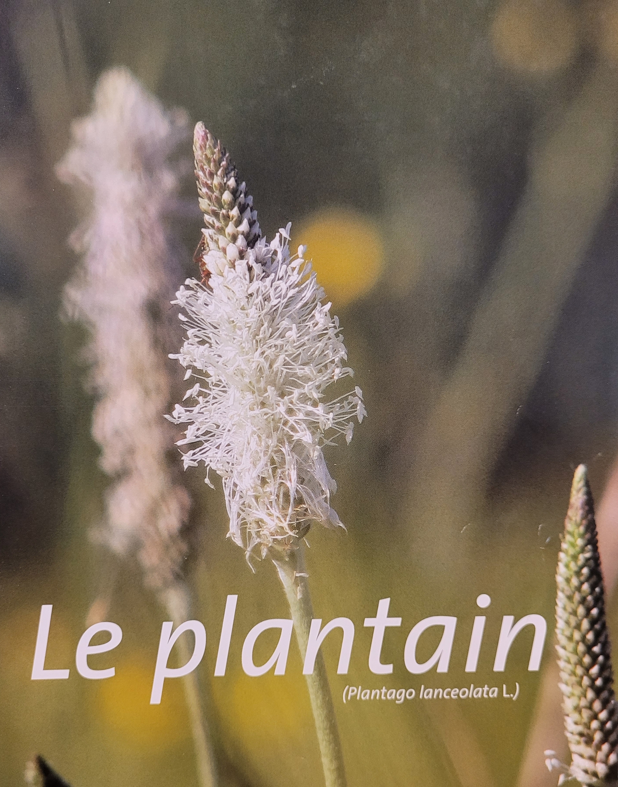 plantain photo
