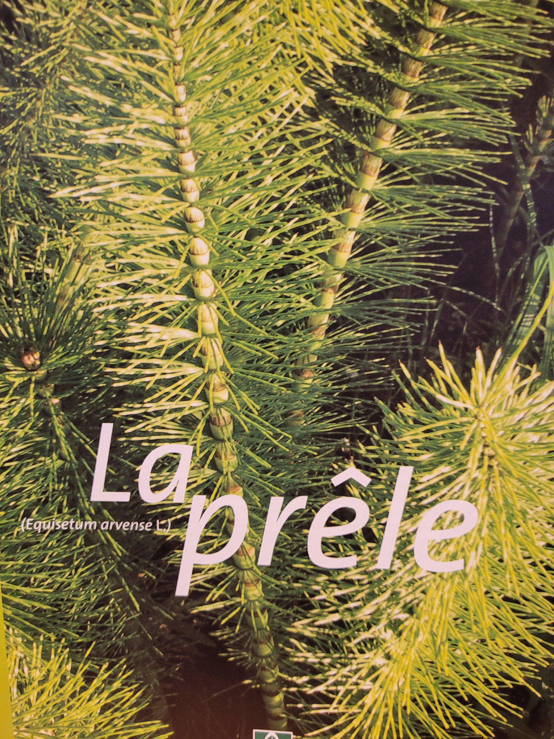 prele photo