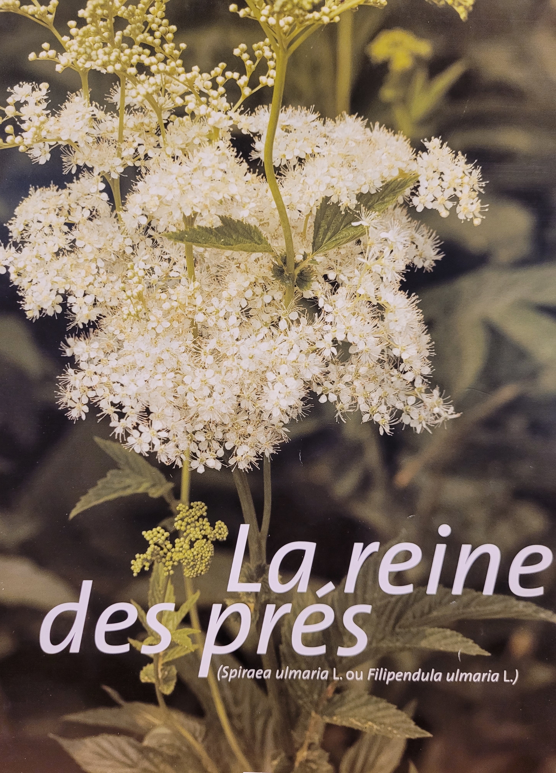 reine des pres photo