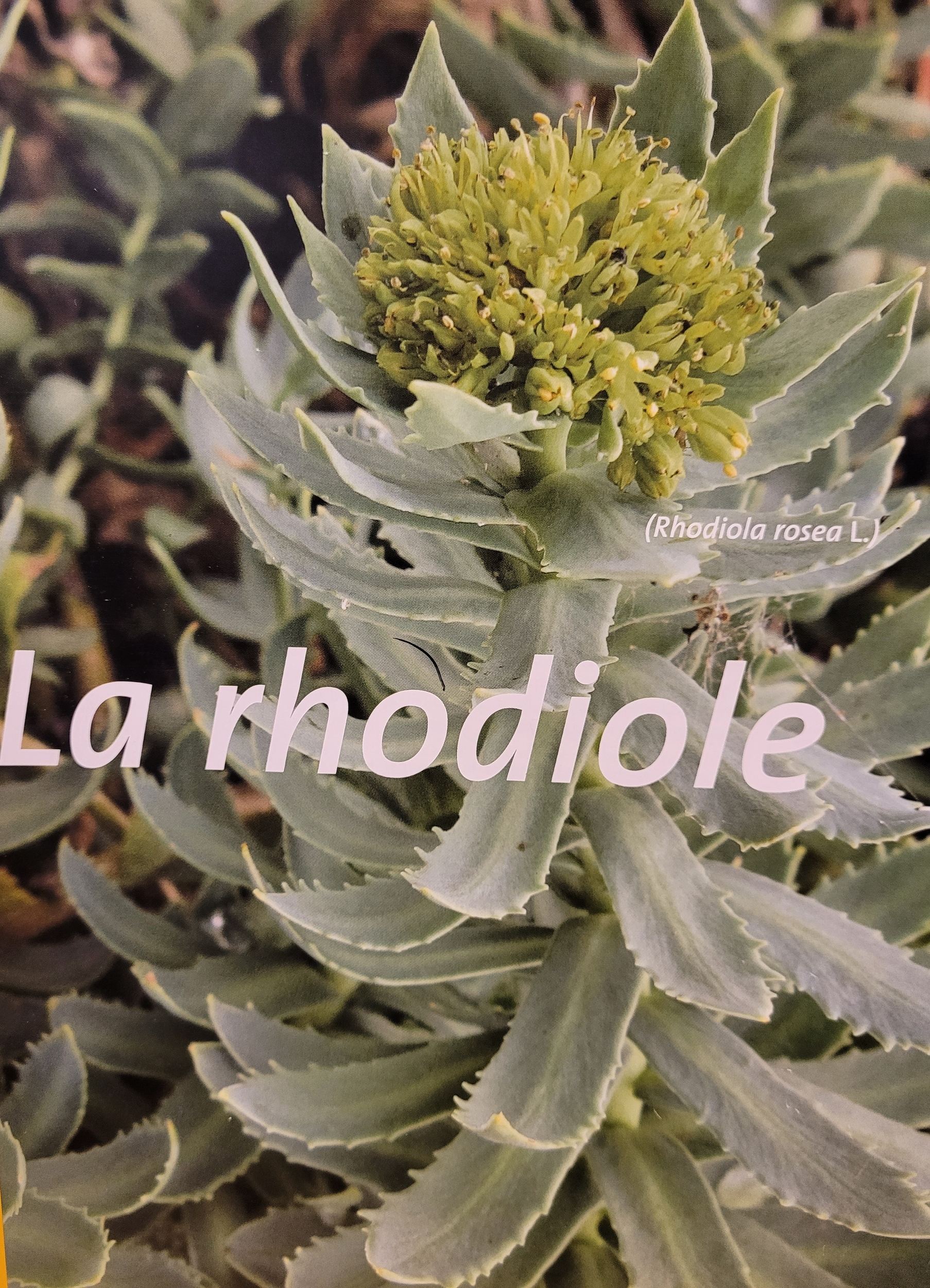 rhodiole photo