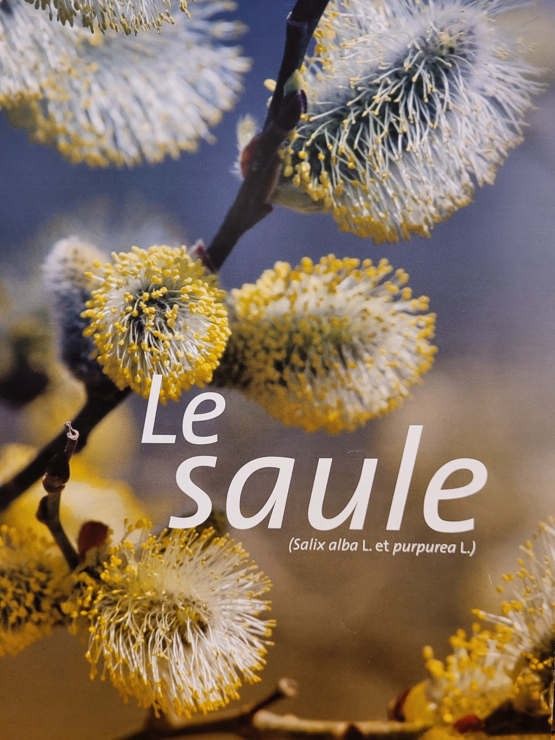 saule photo