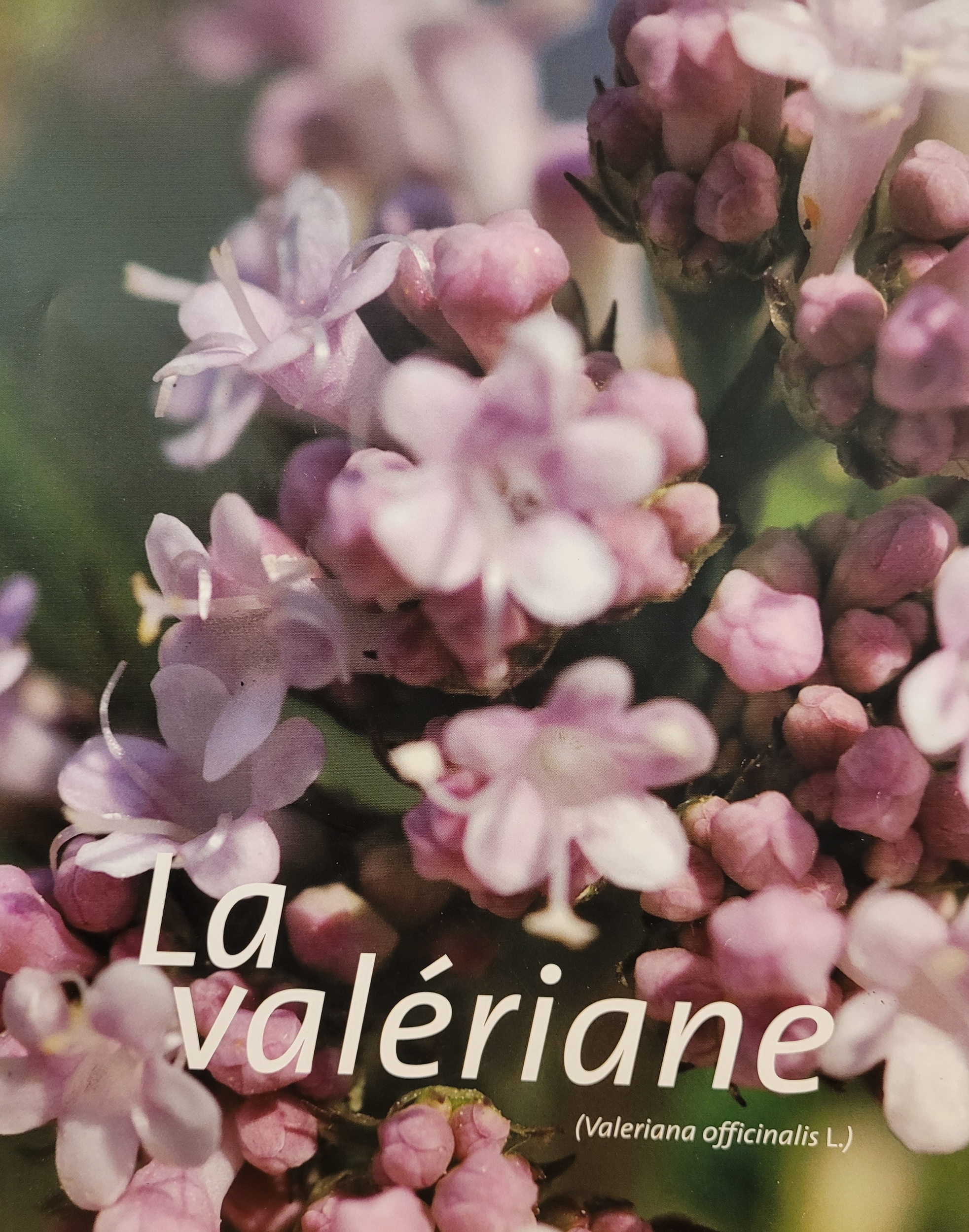 valeriane photo