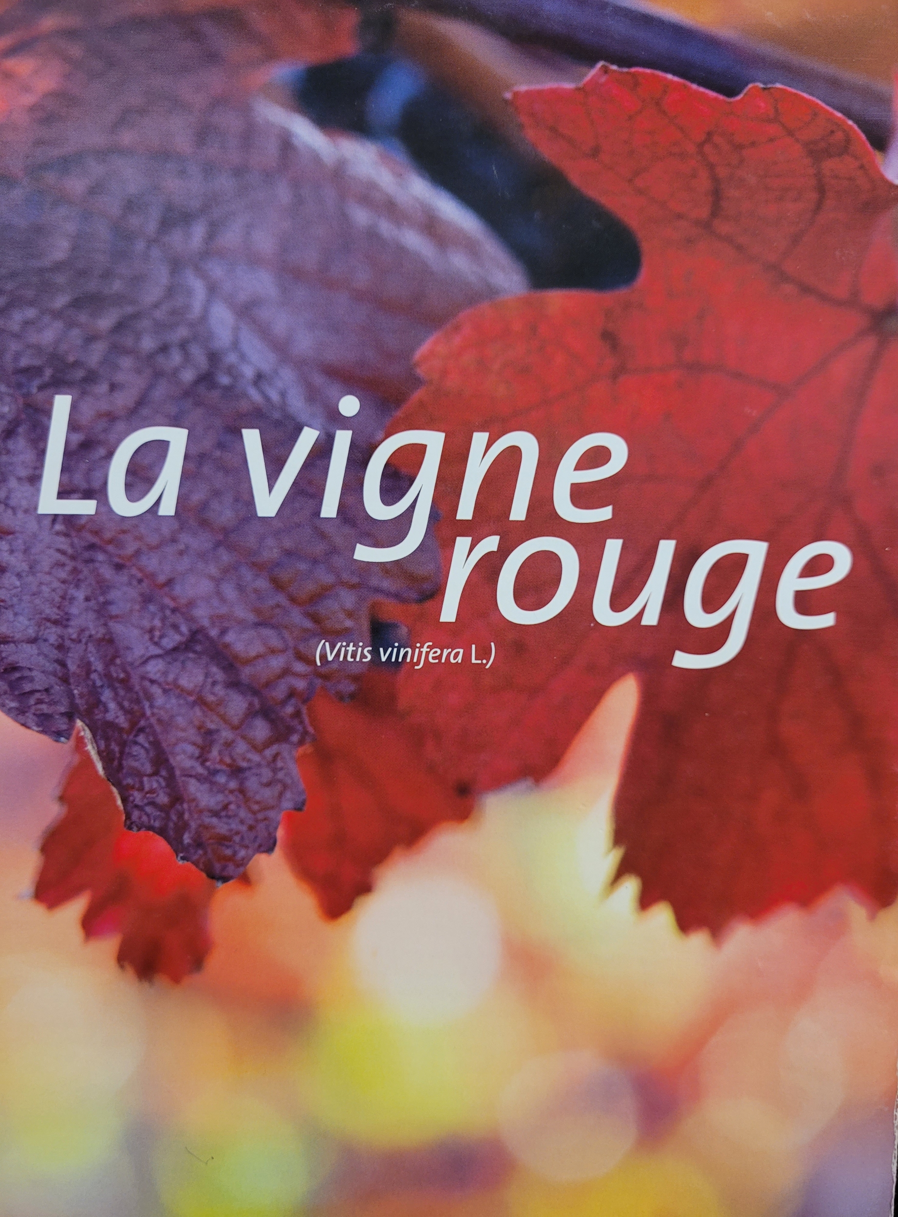 vigne rouge photo