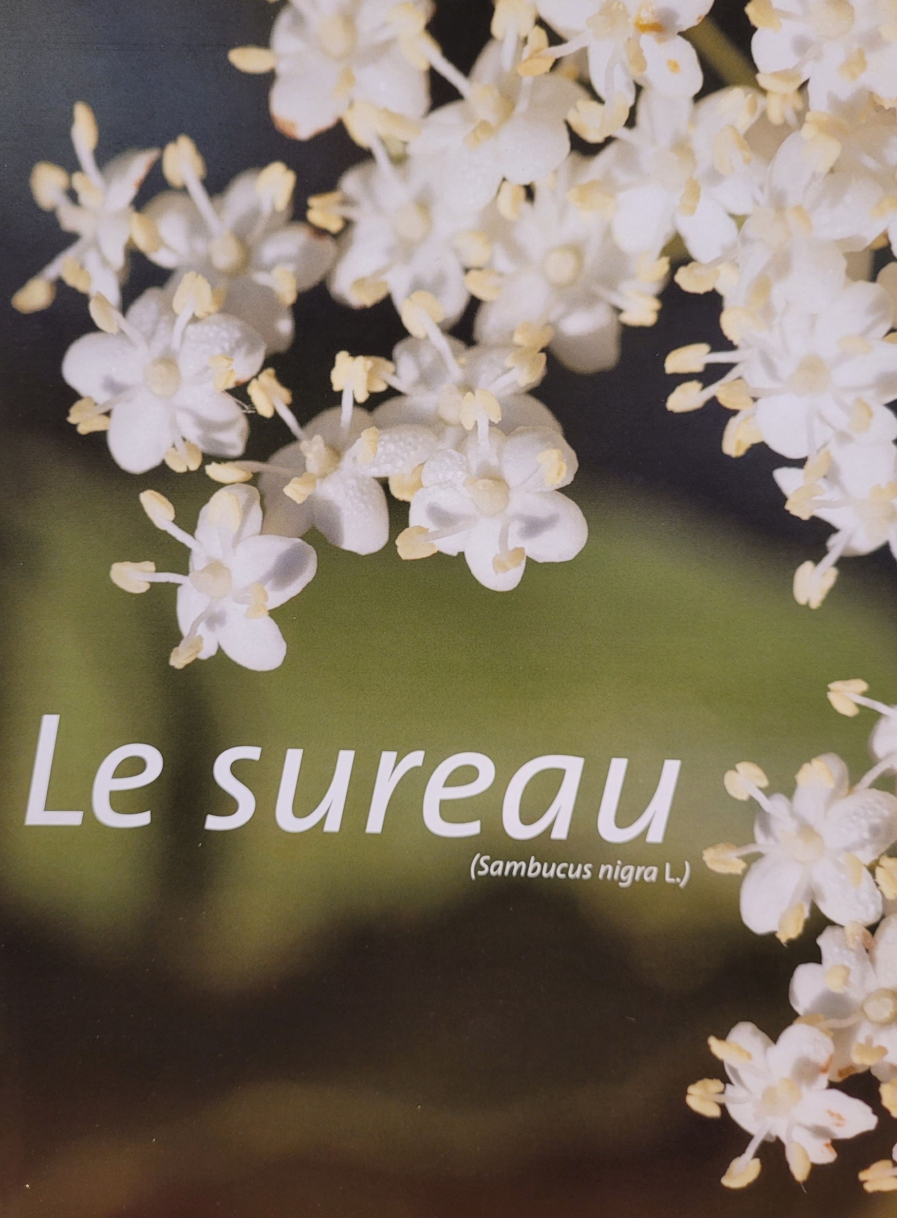 sureau photo