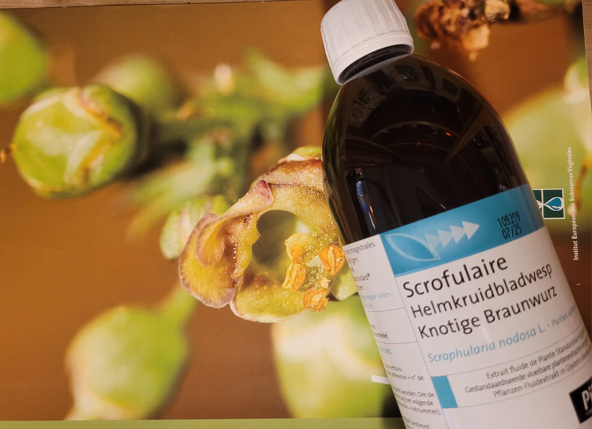 scrofulaire EPS
