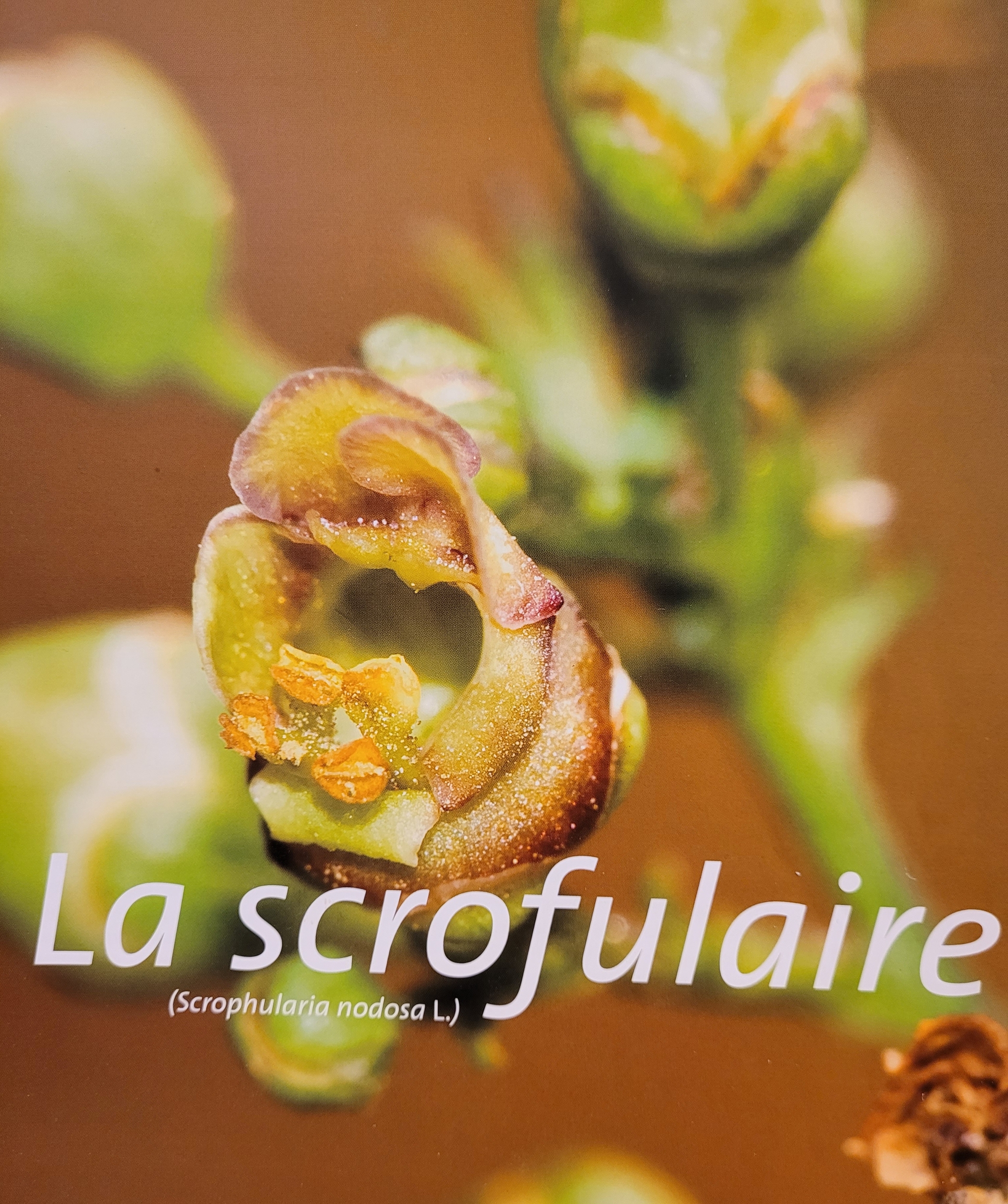 scrofulaire photo