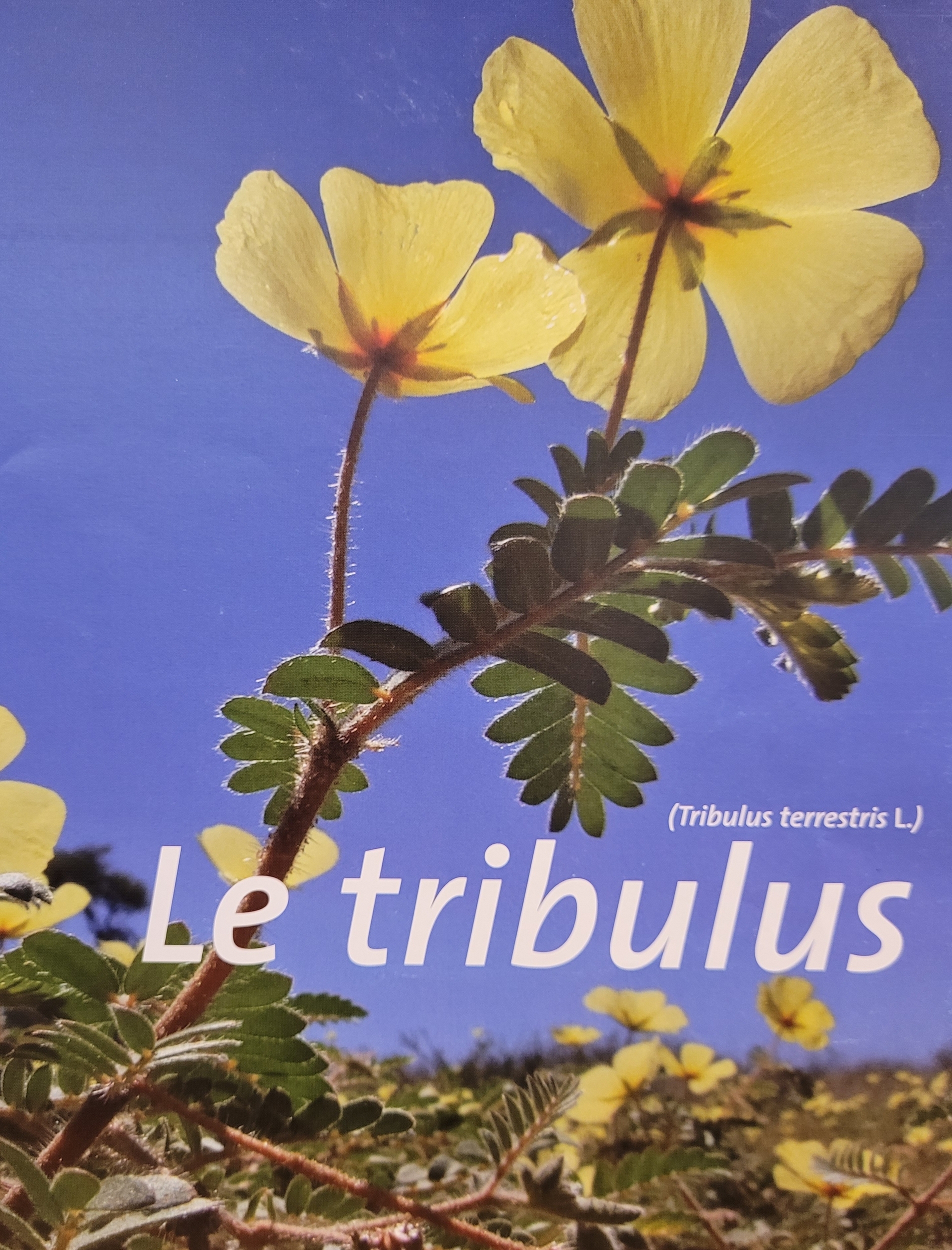 tribulus photo