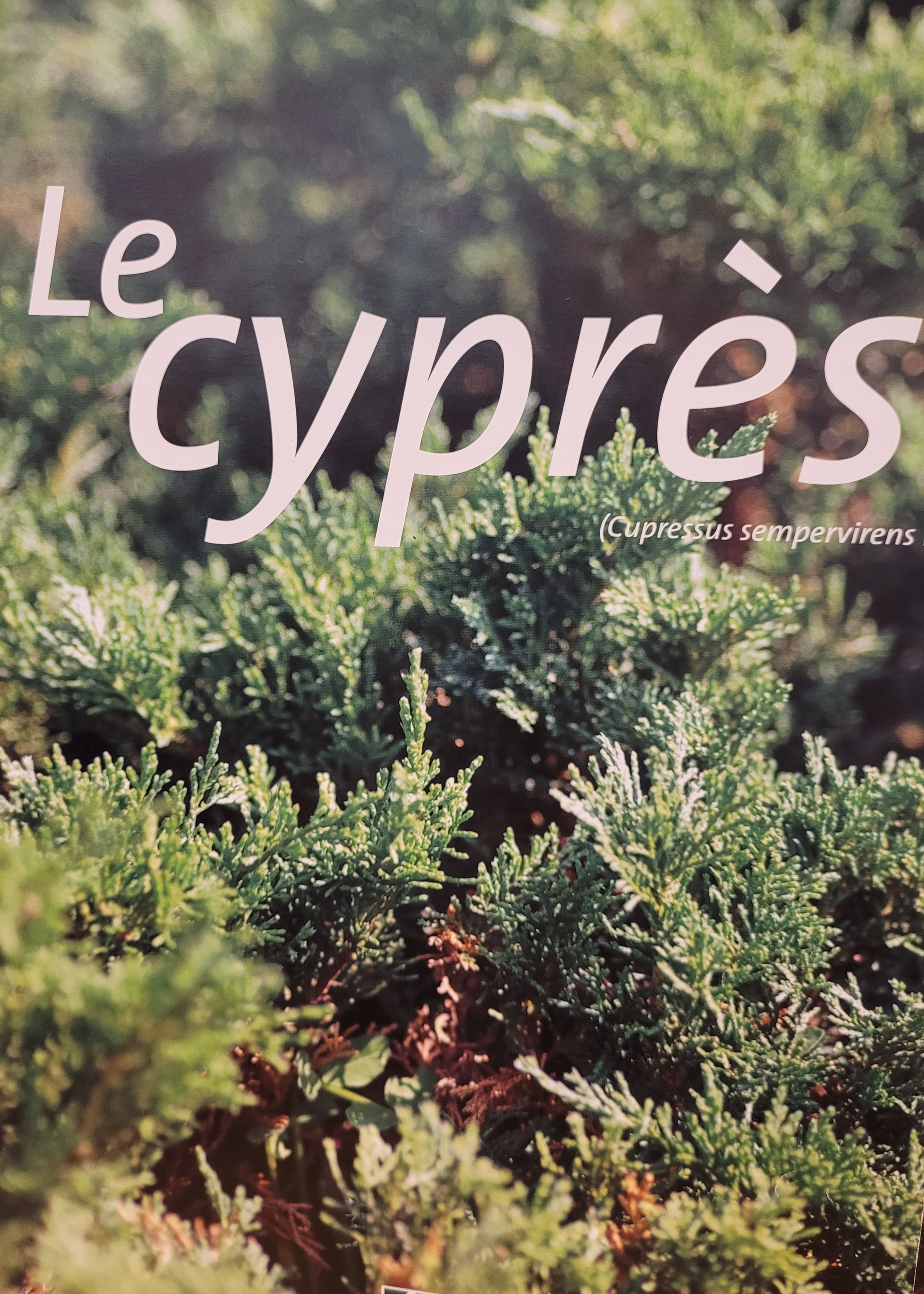 cypres photo