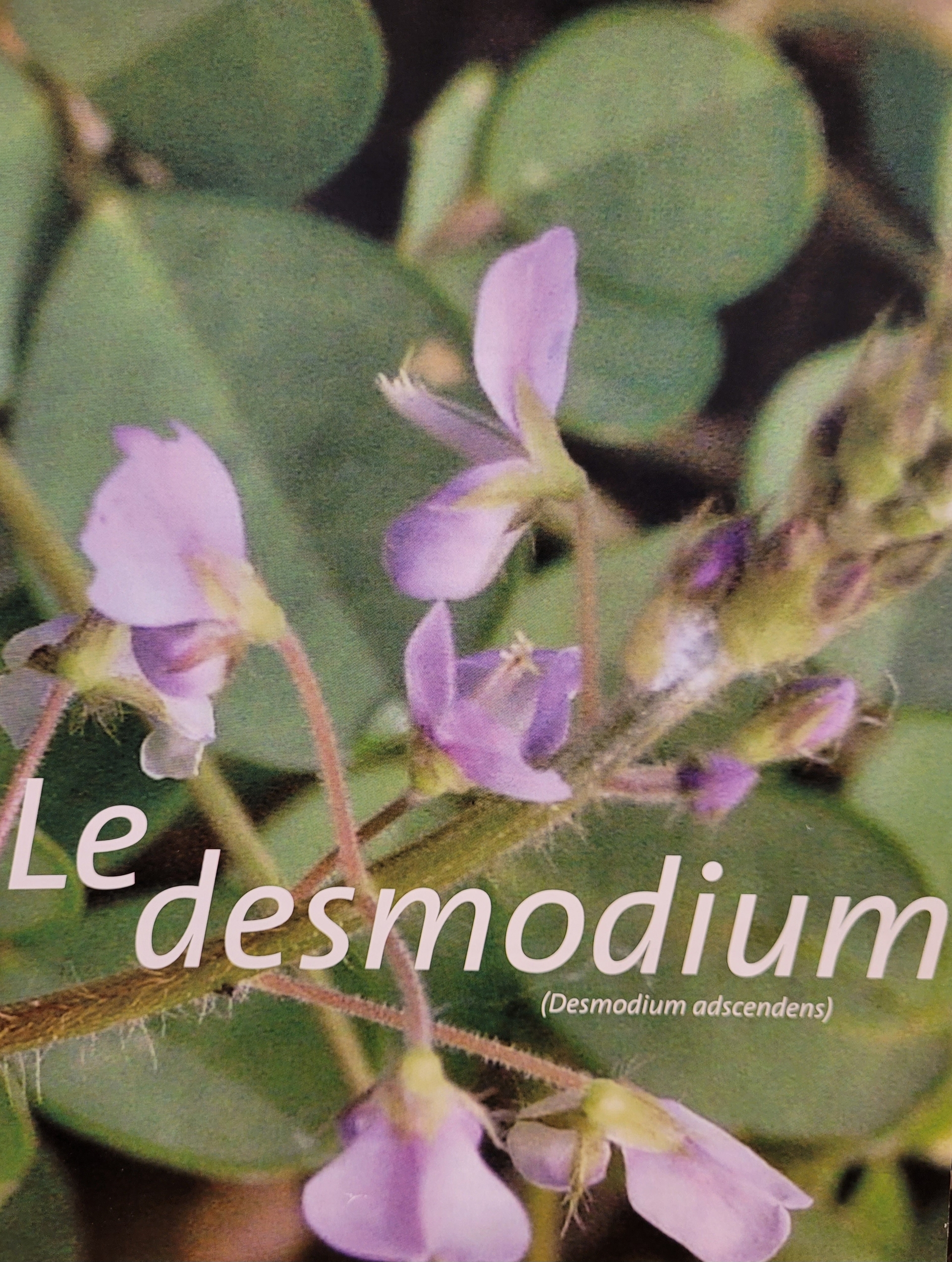 desmodium photo