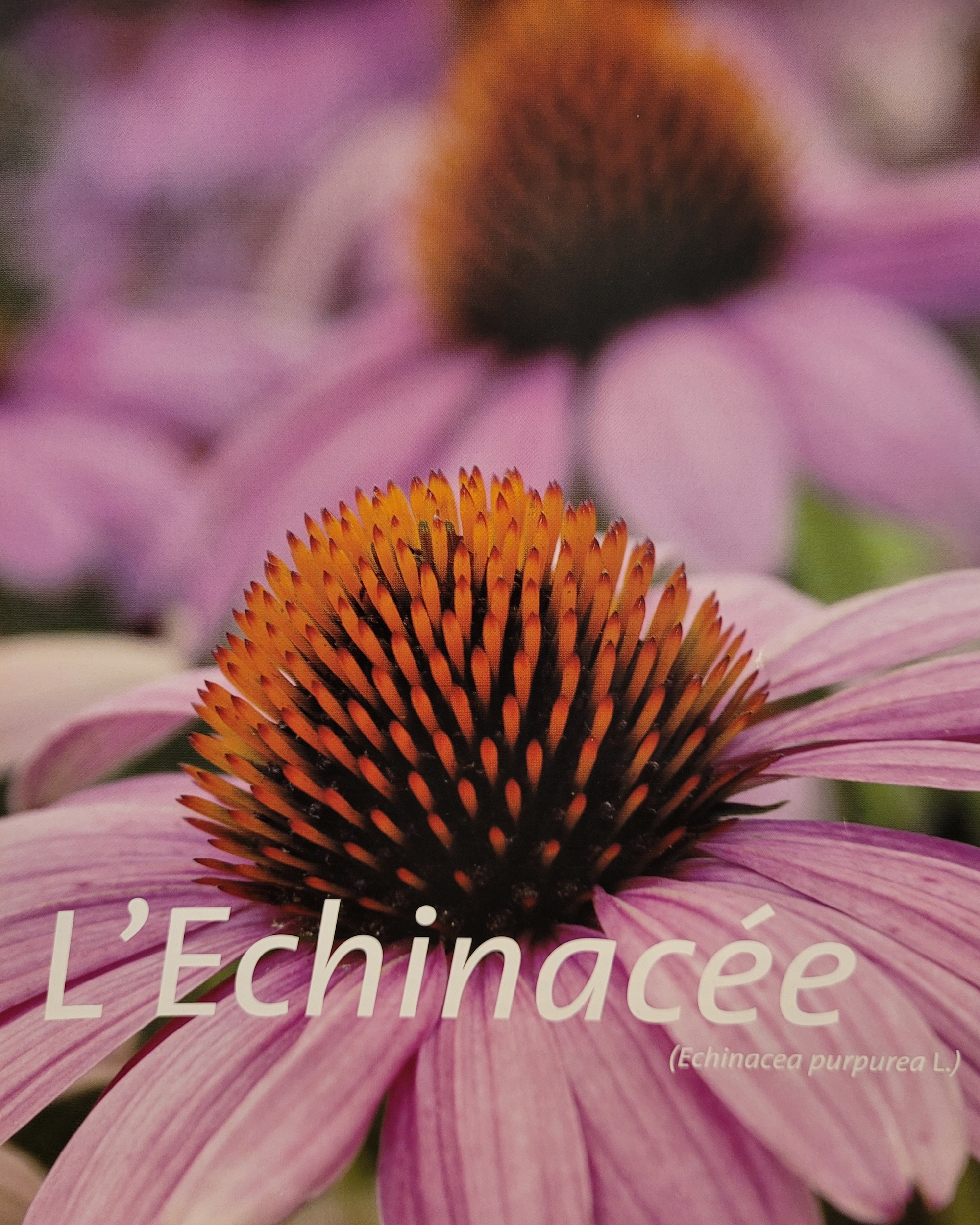 echinacee photo