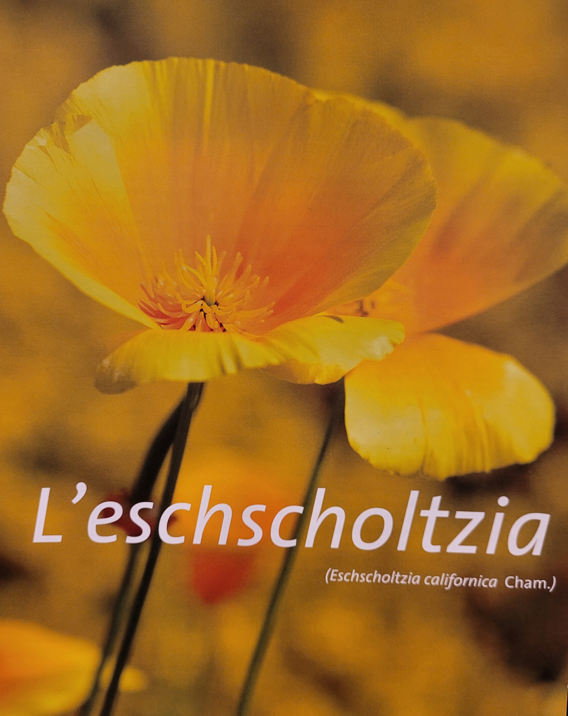 eschscholtzia photo