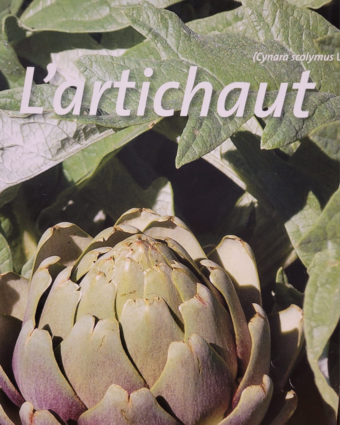 artichaut photo