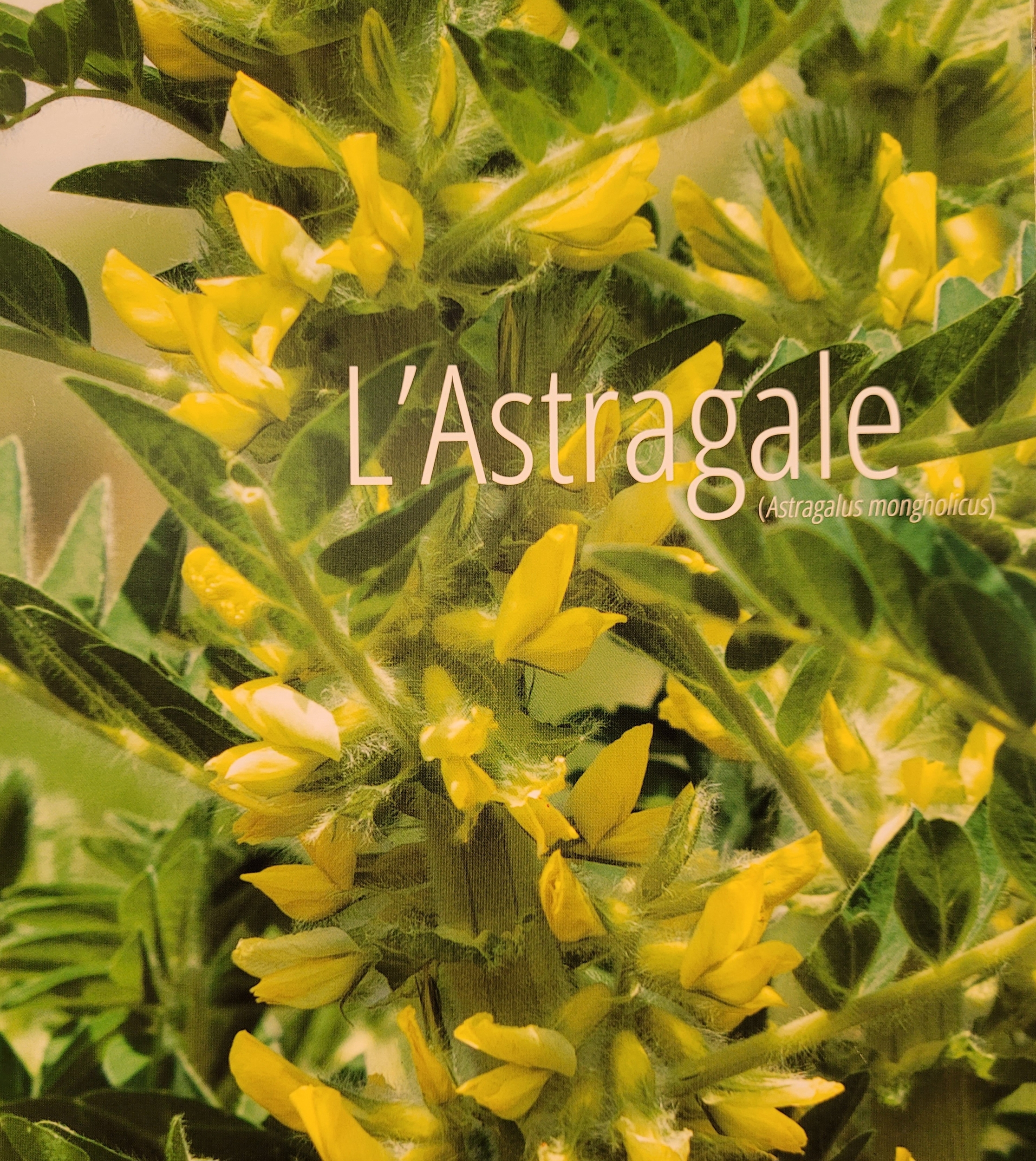 astragale photo
