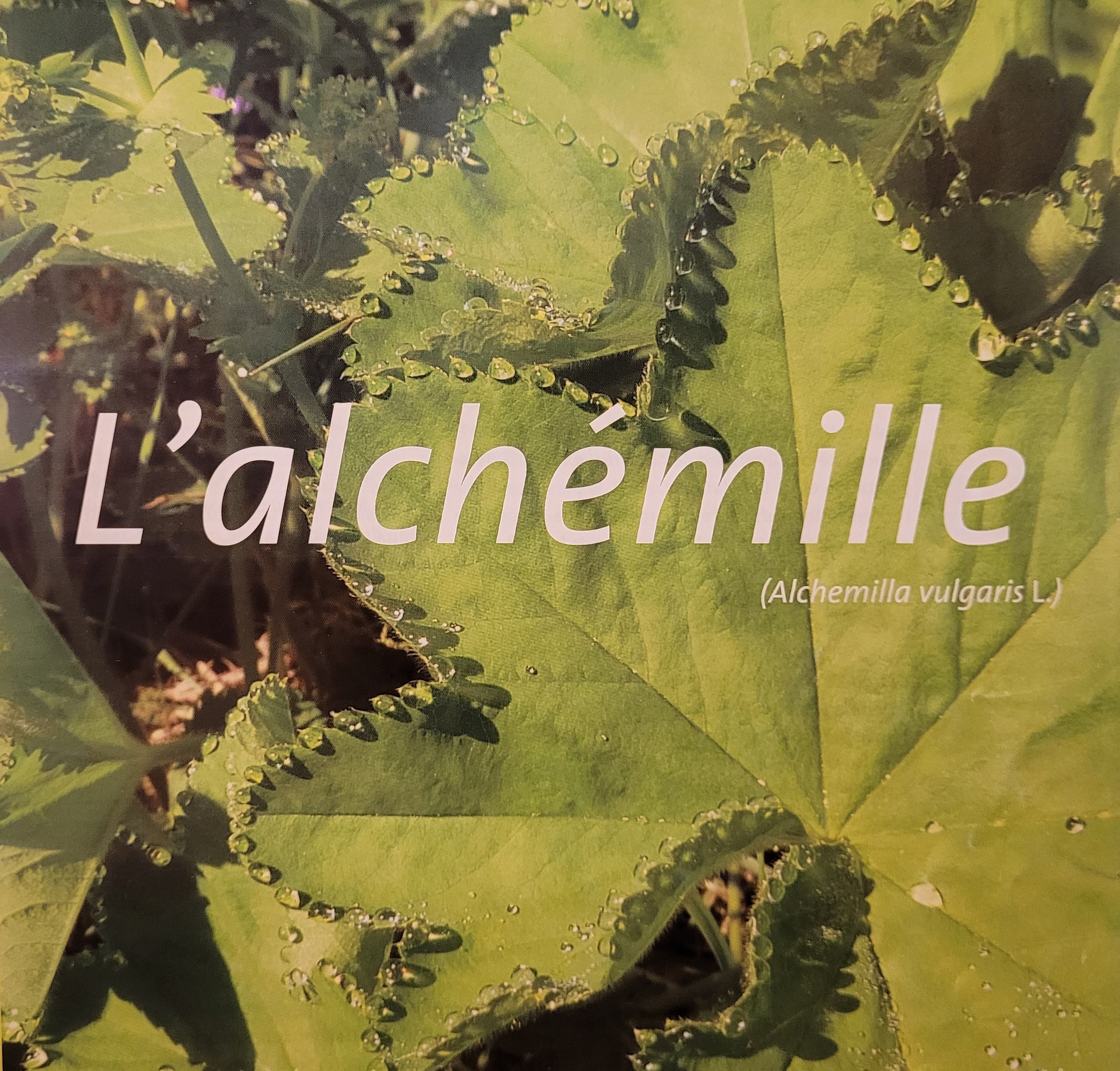 alchemille photo
