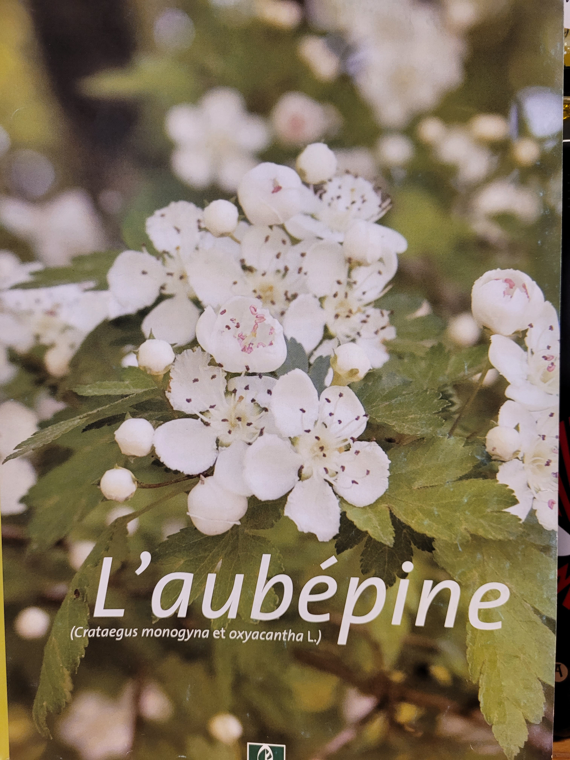 aubepine photo