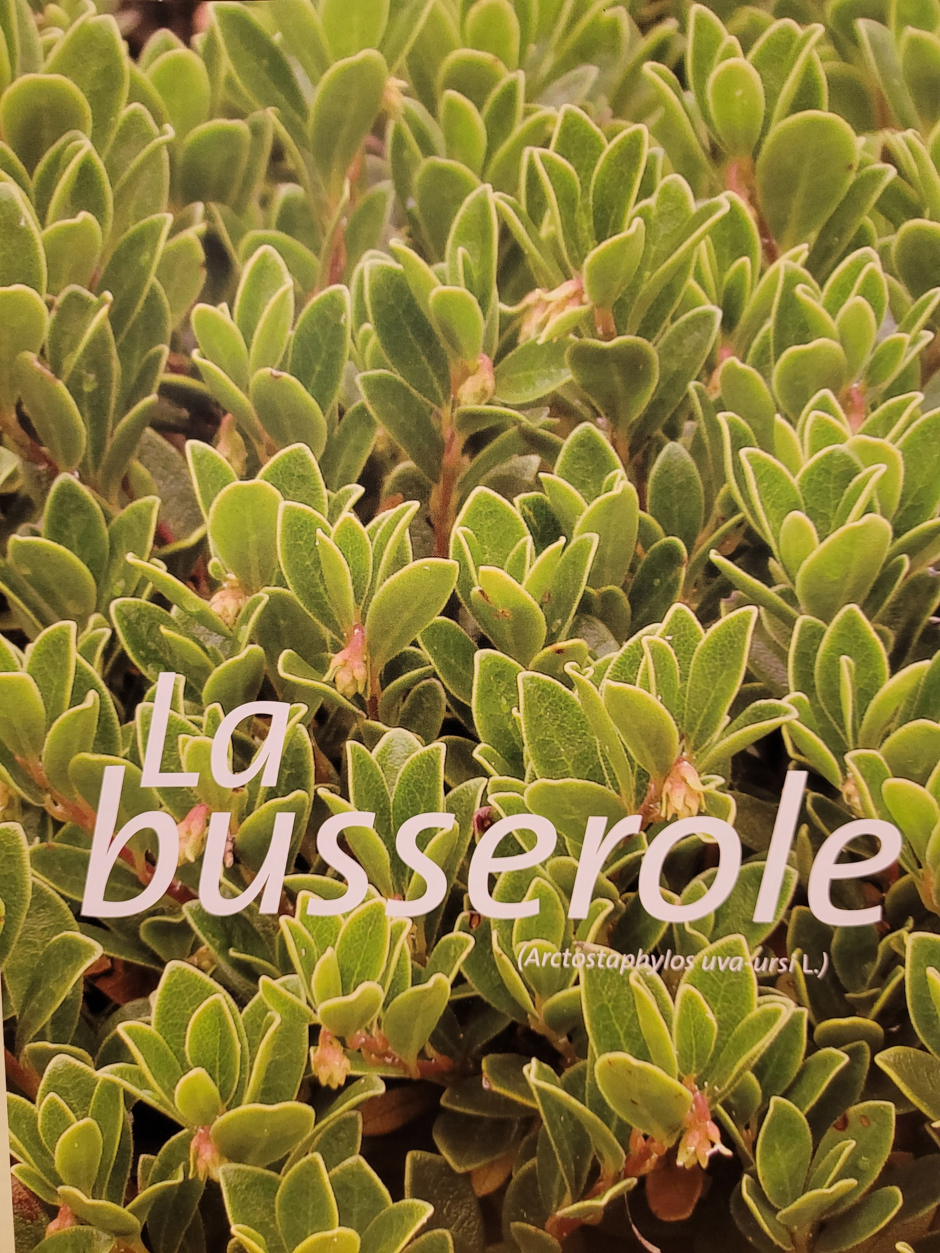 busserole photo