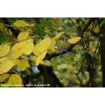 hamamelis photo