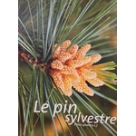 pin sylvestre photo