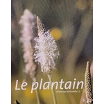 plantain photo