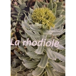 rhodiole photo
