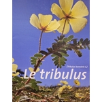tribulus photo