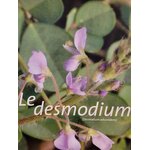 desmodium photo