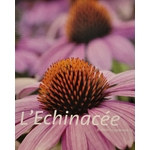 echinacee photo
