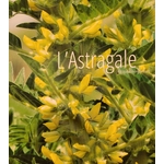 astragale photo