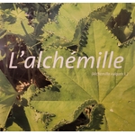 alchemille photo