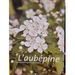aubepine photo