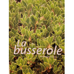 busserole photo