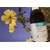 tribulus EPS
