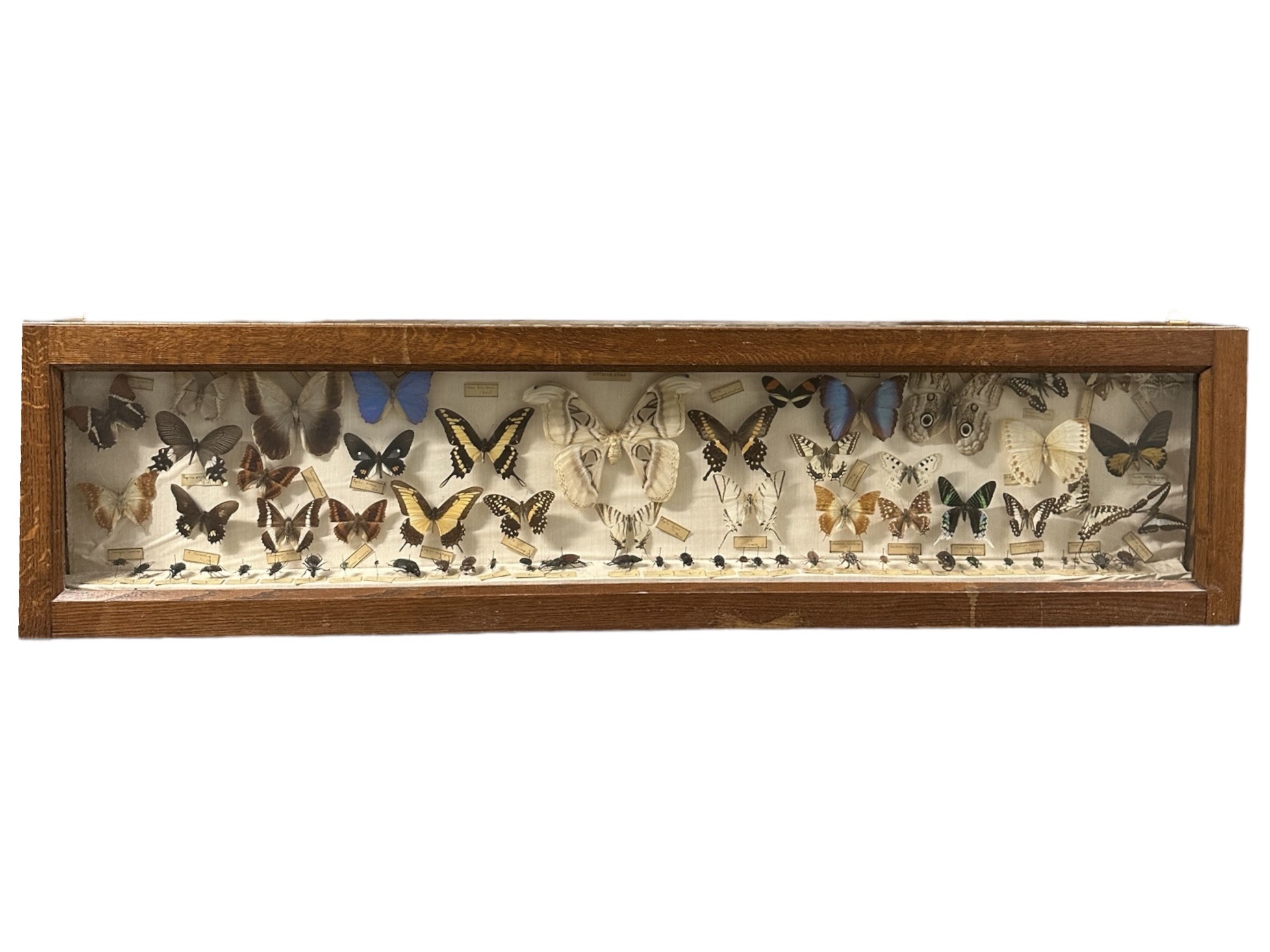 Vitrine scientifique début XXème collection entomologie papillons et scarabées. BroVit1. La Route des Rois. Brocante